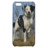 Border Collie Leg Raised iPhone Case (Back)