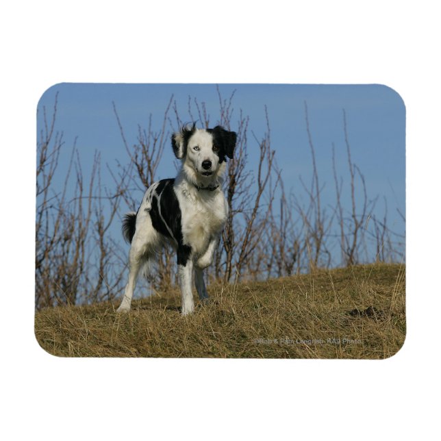 Border Collie Leg Raised Magnet (Horizontal)