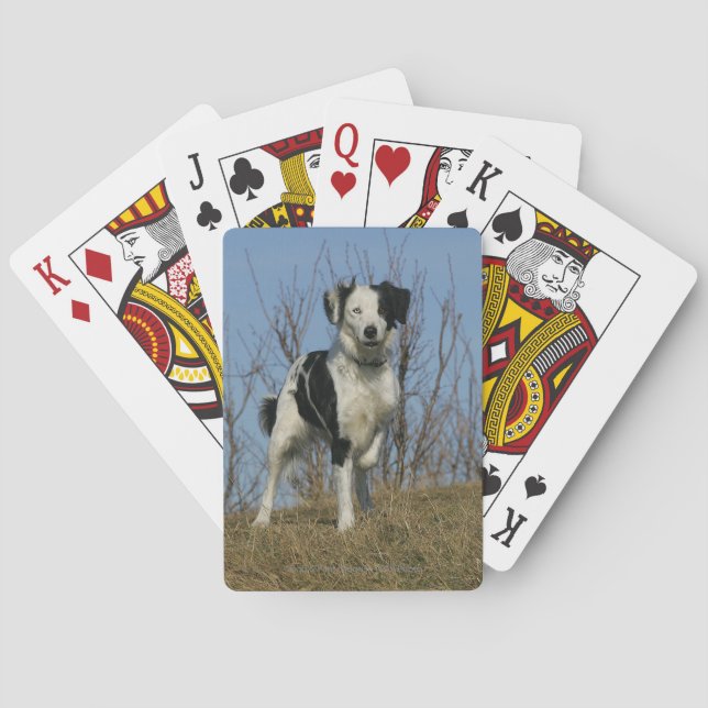Border Collie Leg Raised Poker Cards (Back)