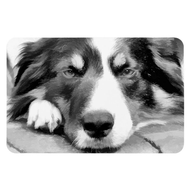 BORDER COLLIE MAGNET (Horizontal)