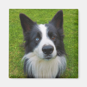 Border Collie Magnet