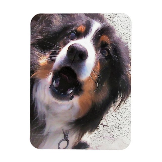 BORDER COLLIE MAGNET (Vertical)