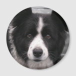 Border Collie Magnet