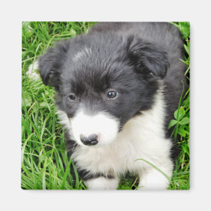 BORDER COLLIE MAGNET