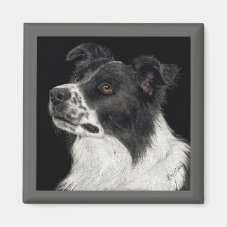 Border Collie Magnet - "Ben"