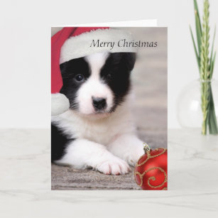 merry christmas border collie