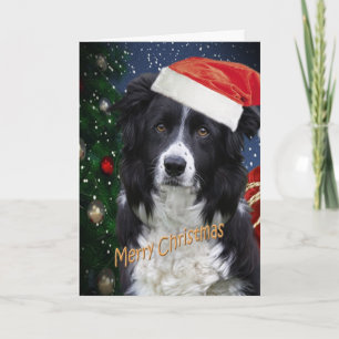 BORDER COLLIE MERRY CHRISTMAS Cards
