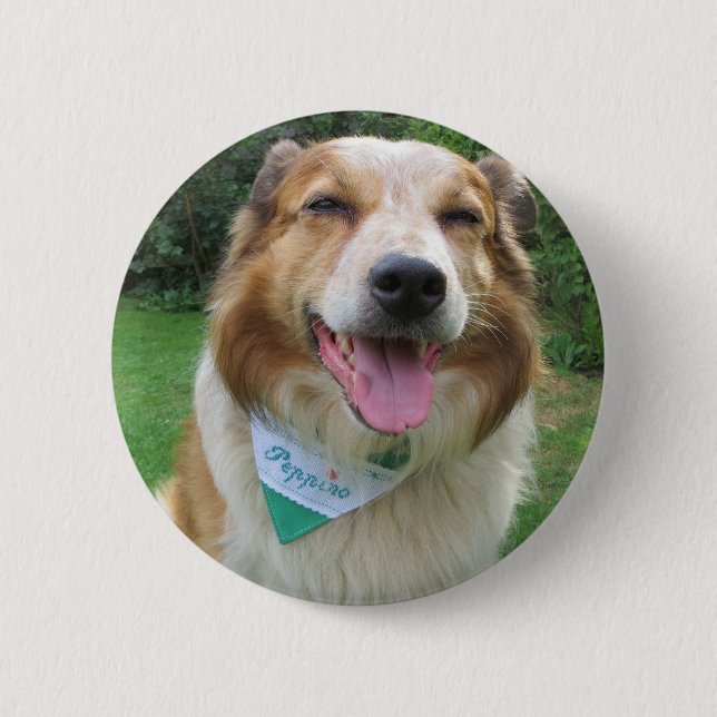 border collie mix button (Front)