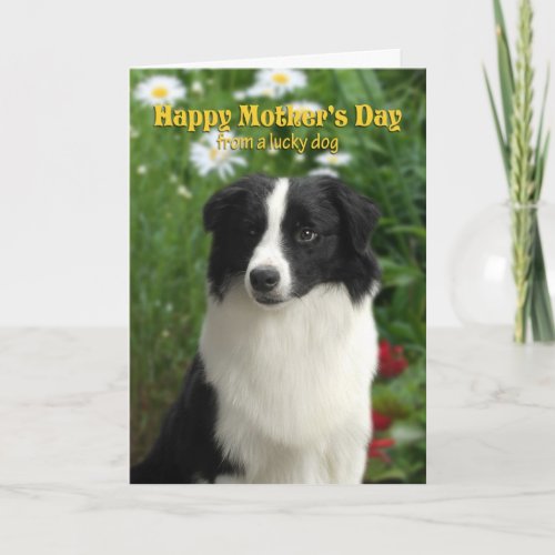 Border Collie Mothers Day Card