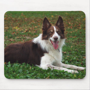 Border Collie Standing in Grass Mousepad