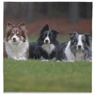 border collie napkin