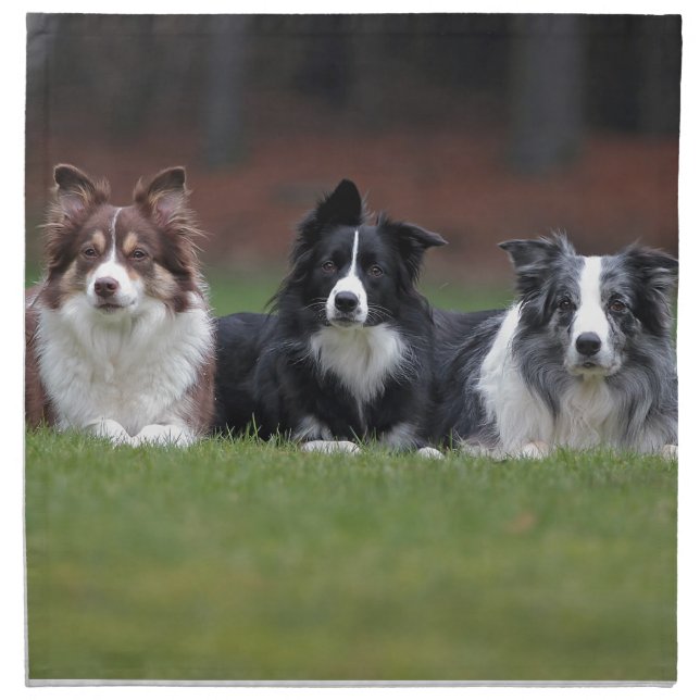 border collie napkin (Front)