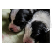 Border Collie Newborn Puppies (Front Horizontal)