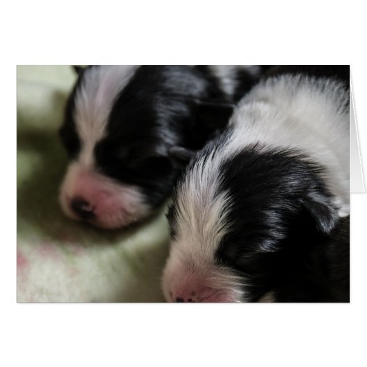 Border Collie Newborn Puppies Cards (Front Horizontal)