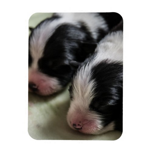 Border Collie Newborn Puppies Magnet