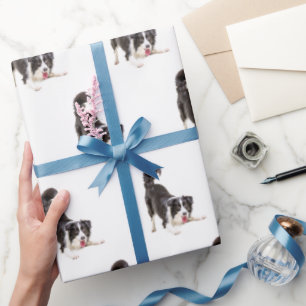 Border Collie on White Wrapping Paper
