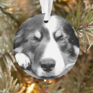 BORDER COLLIE ORNAMENT