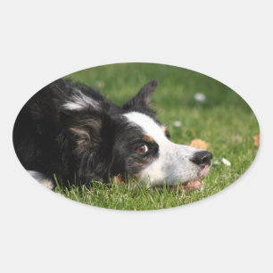 border collie oval sticker