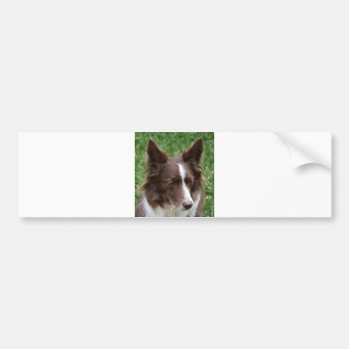 border collie p8 bumper sticker