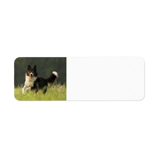 border collie p9 label (Front)