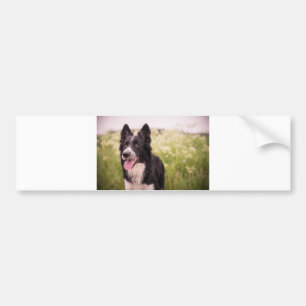 border collie p 6 bumper sticker