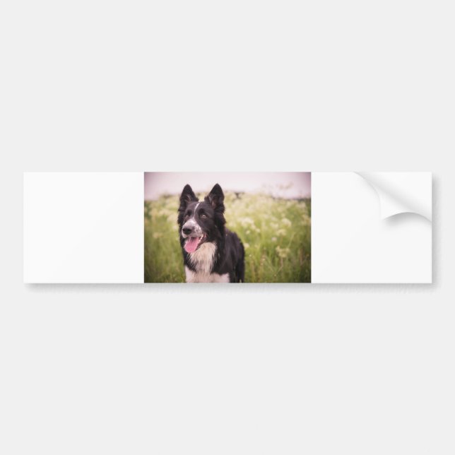 border collie p 6 bumper sticker (Front)