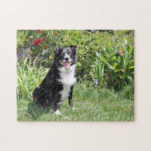 Border Collie - Paddy - Pasten Jigsaw Puzzle