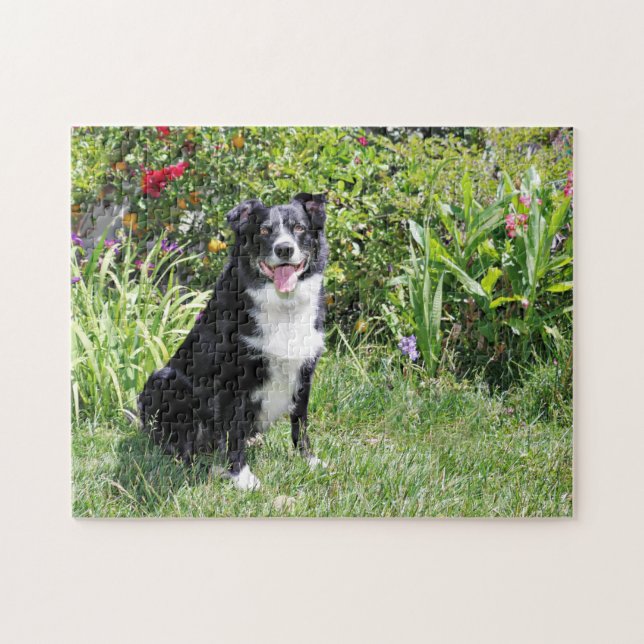Border Collie - Paddy - Pasten Jigsaw Puzzle (Horizontal)