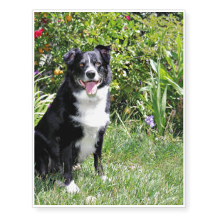 Border Collie - Paddy - Pasten Temporary Tattoos