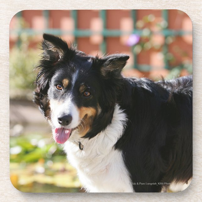 Border Collie Panting 1 Beverage Coaster (Front)