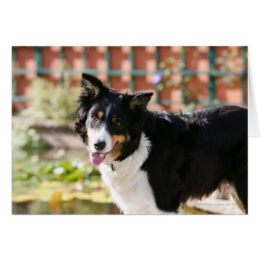 Border Collie Panting 1 Cards (Front Horizontal)