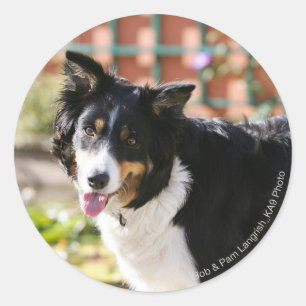 Border Collie Panting 1 Classic Round Sticker