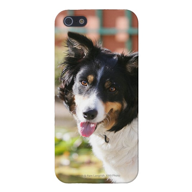 Border Collie Panting 1 iPhone Case (Back)