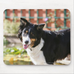Border Collie Panting 1 Mouse Pad