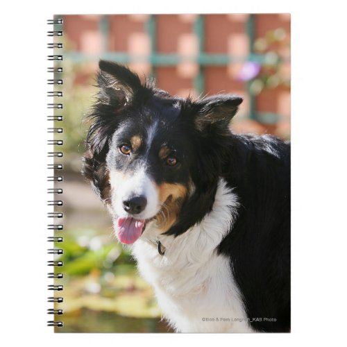 Border Collie Panting 1 Notebook