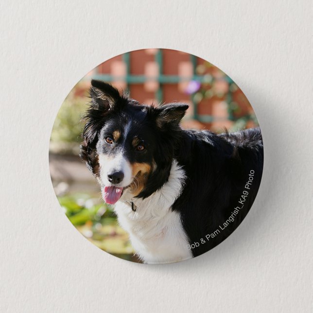 Border Collie Panting 1 Pinback Button (Front)