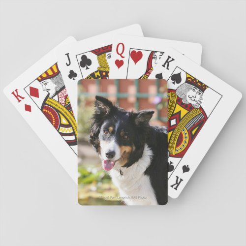 Border Collie Panting 1 Playing Cards