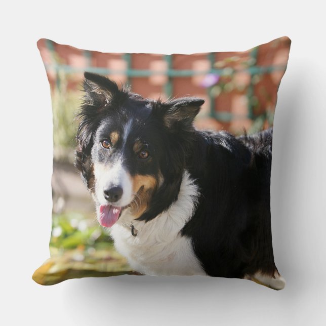Border Collie Panting 1 Throw Pillow (Front)