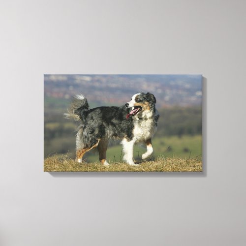 Border Collie Panting 2 Canvas Print