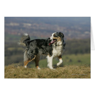 Border Collie Panting 2 Cards