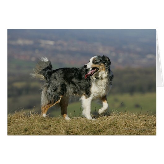 Border Collie Panting 2 Cards (Front Horizontal)