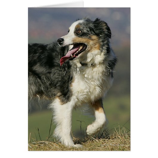Border Collie Panting 2 Cards (Front)