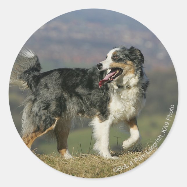 Border Collie Panting 2 Classic Round Sticker (Front)