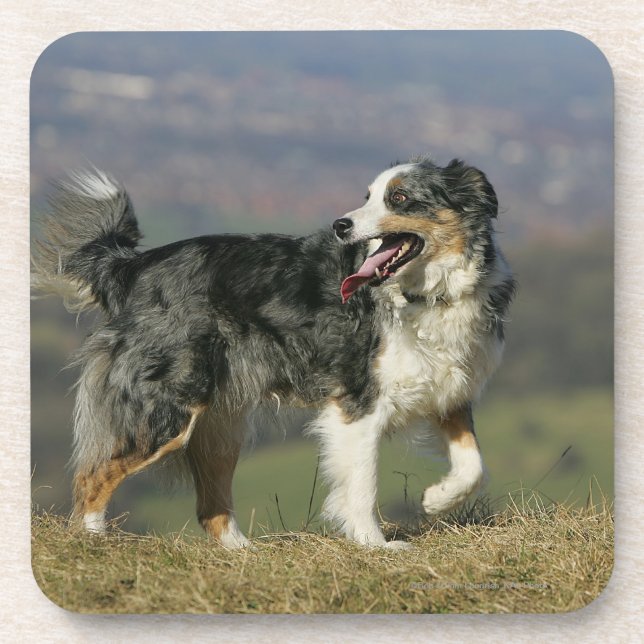 Border Collie Panting 2 Drink Coaster (Front)