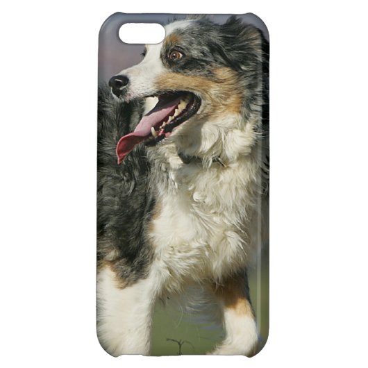 Border Collie Panting 2 iPhone Case (Back)