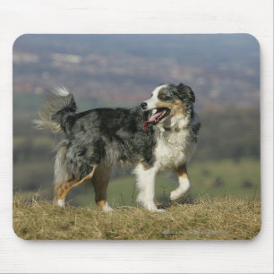 Border Collie Panting 2 Mouse Pad