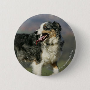 Border Collie Panting 2 Pinback Button