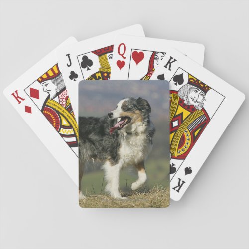 Border Collie Panting 2 Playing Cards
