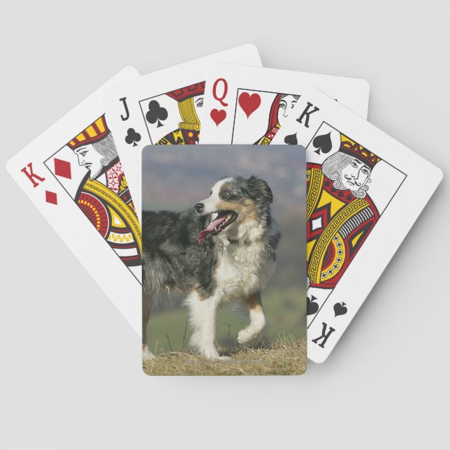 Border Collie Panting 2 Poker Cards (Back)