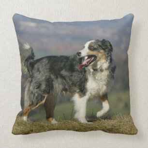 Border Collie Panting 2 Throw Pillow